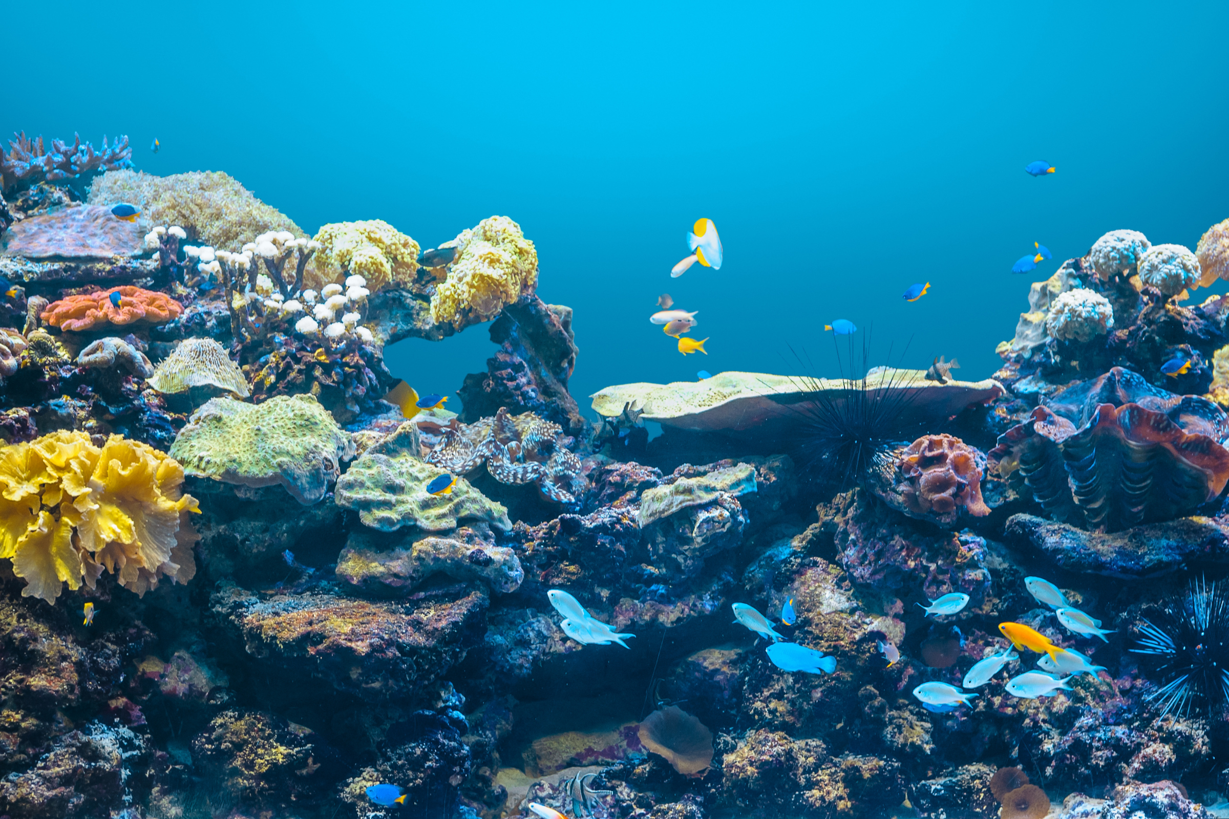 francisco coloane marine park (2).webp